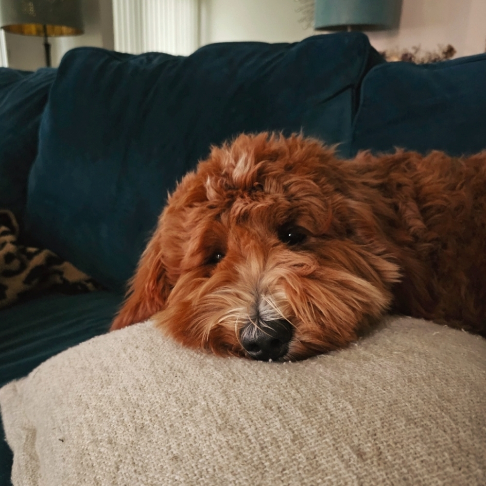 Meet your Posher, Goldie